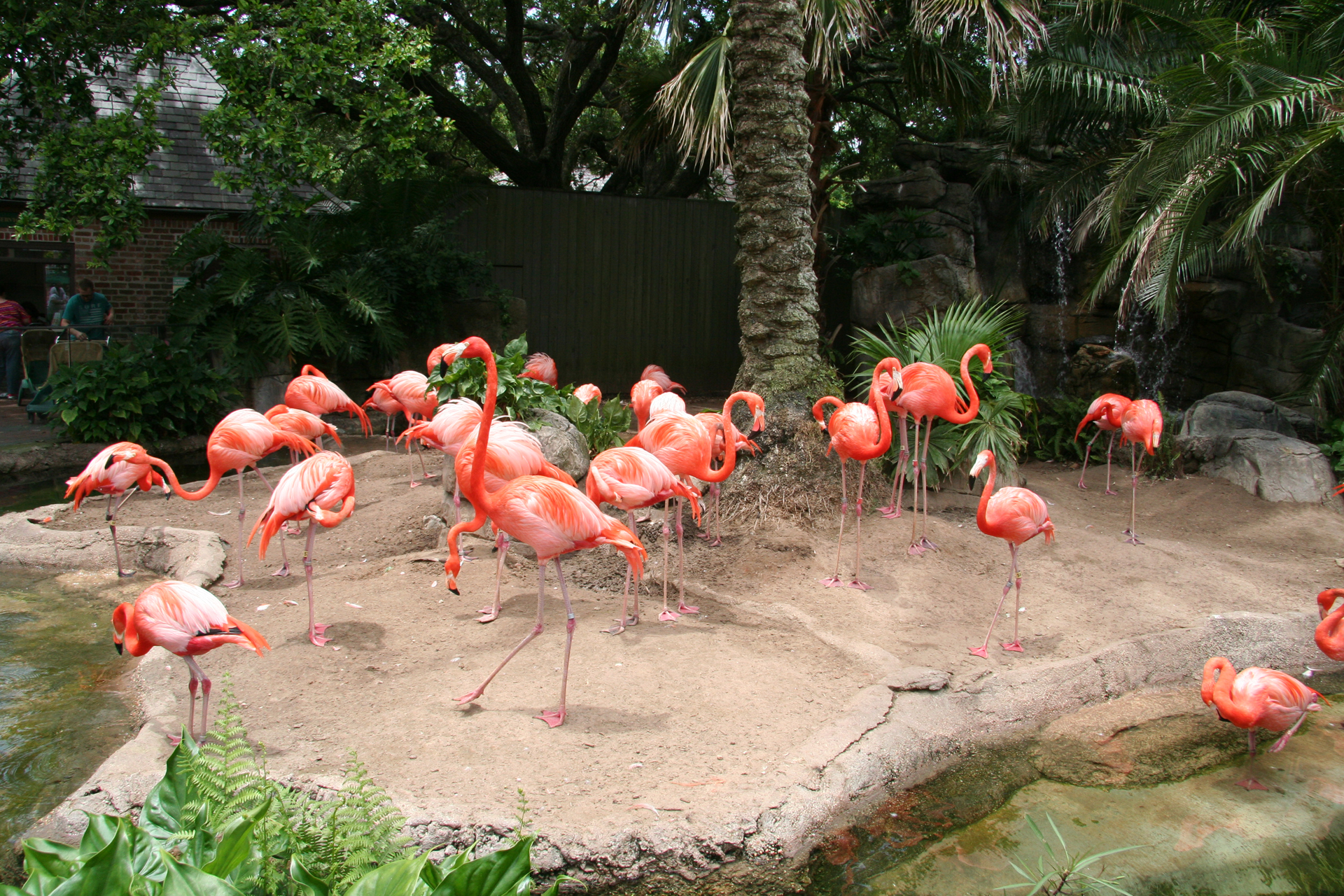 Flamingos